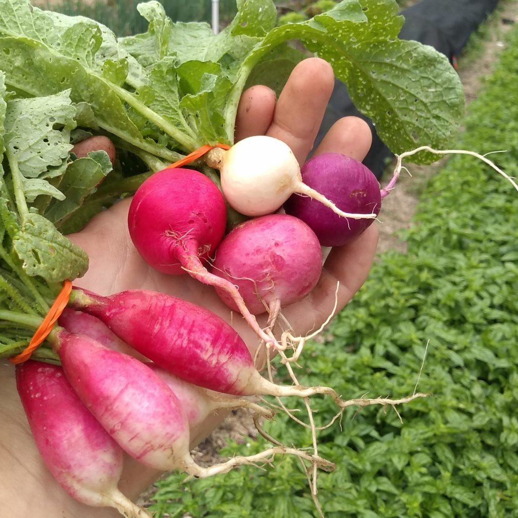 Bunch of multicolored "easter egg" radishes in red, purple, pink and white. And a bunch of french breakfast radishes, after harvest on the farm.