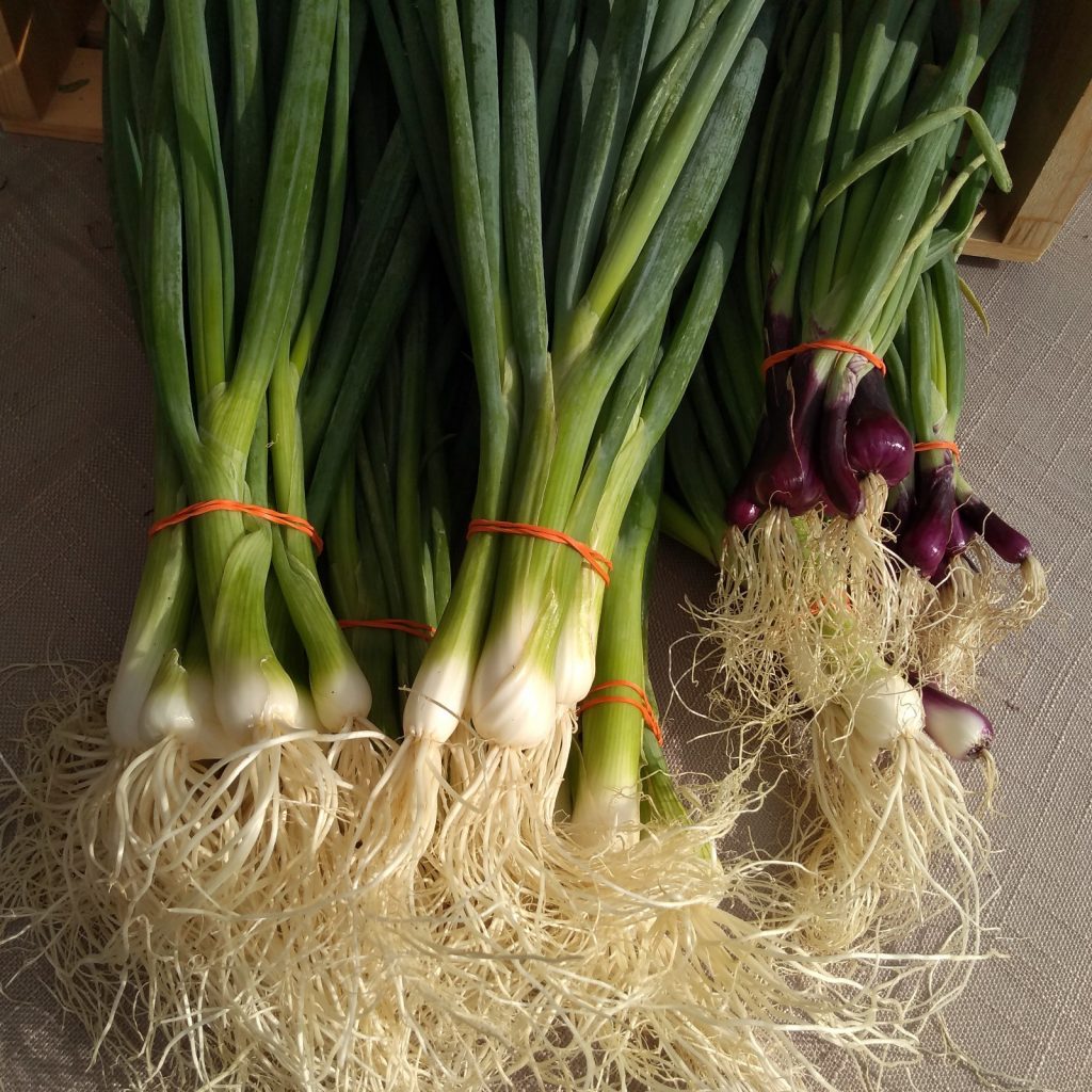 Bunches of scallions for sale at the farmers market. White bulbed guardsman, standard parade, and deep purple varieties.