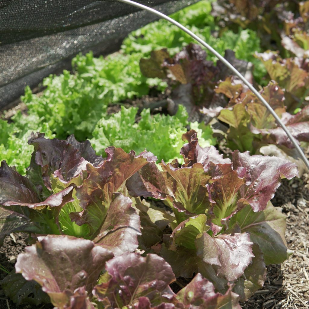 Red Cherokee and green Muir lettuce growing under shade cloth in NC. Summer crisp (batavian) types.