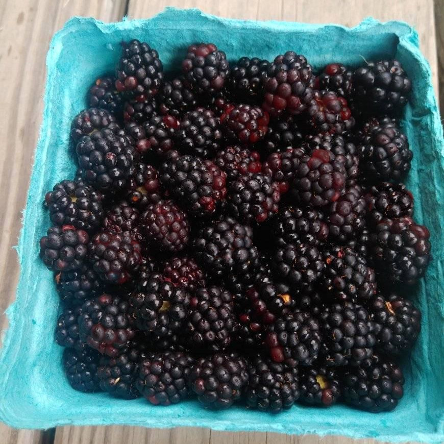 Half pints of wild blackberries for sale at the farmers market in East Asheville.