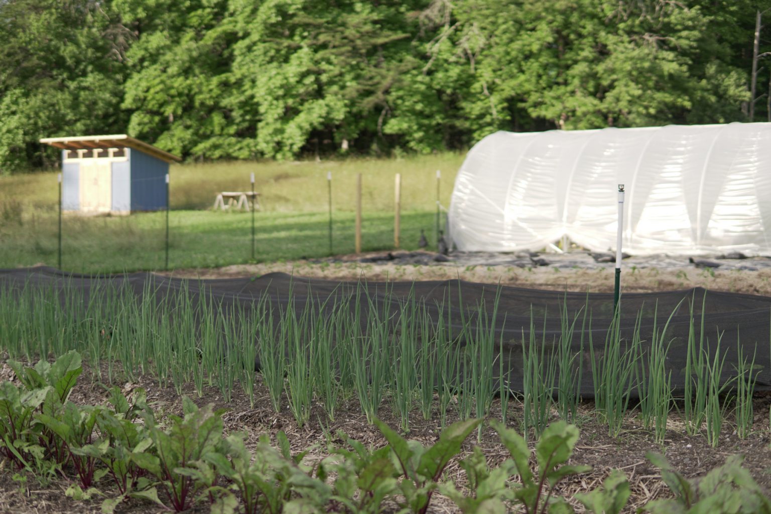 Rolling Moon Farm in June 2021. 50 foot garden beds, custom build shed, and caterpillar tunnel.