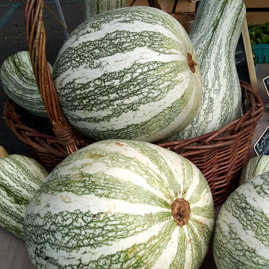 Multiple large cushaw squash (winter squash with vertical green stripes and long neck) on display the farmers market, with some in a basket.