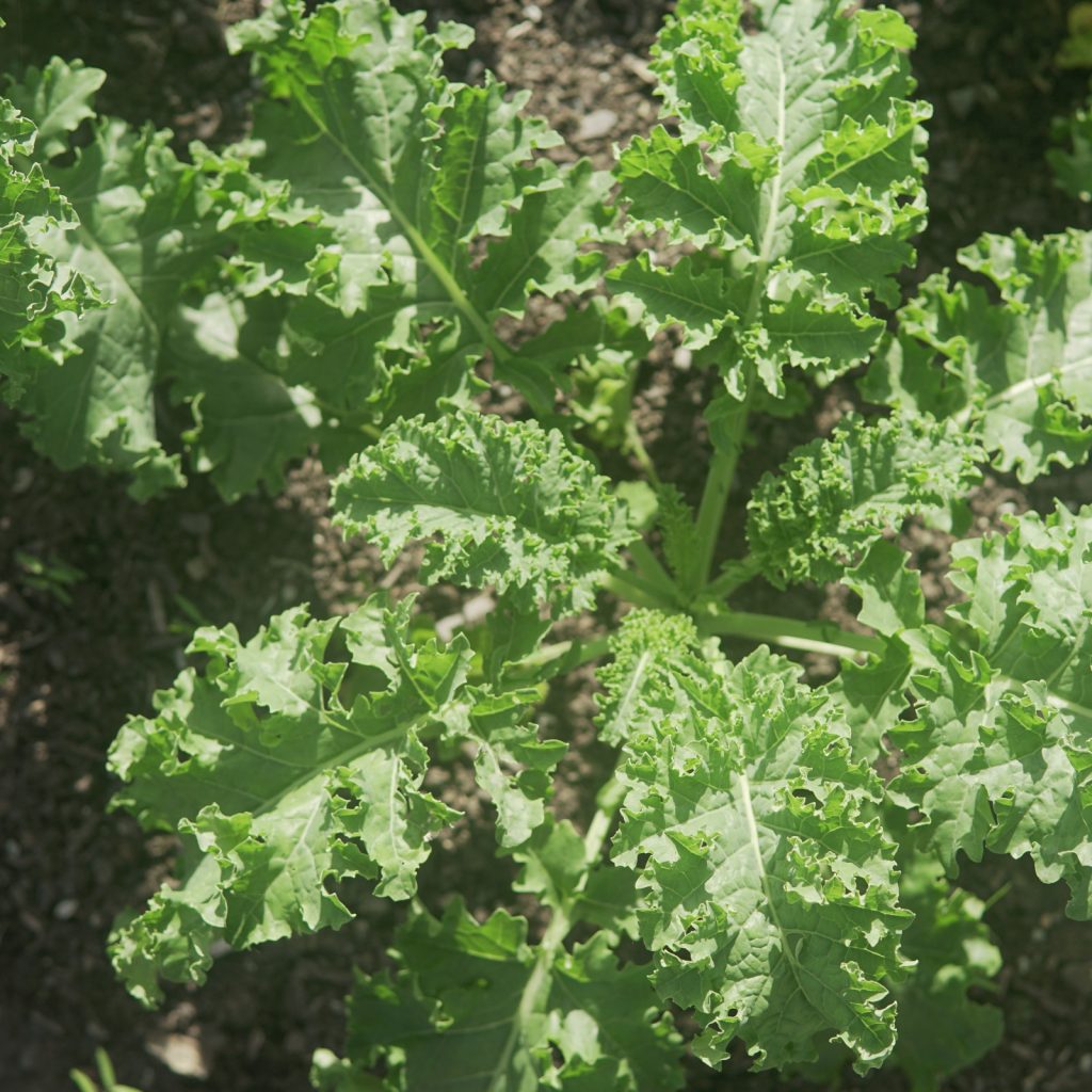 Organically grown green curly kale grown in Marion NC, and sold in Asheville NC and the surrounding areas.